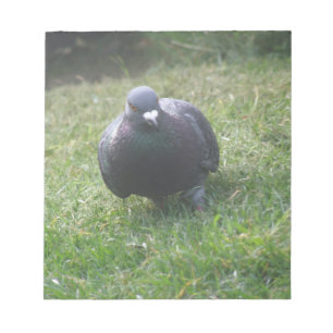 Posing Pigeon Notepad