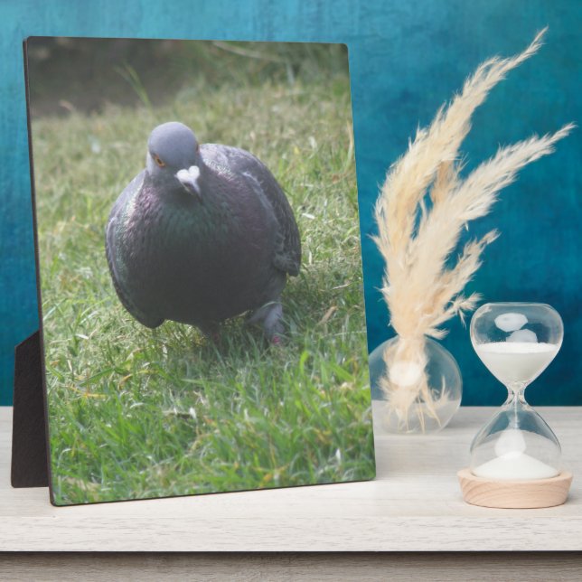 Posing Pigeon Plaque (Side)