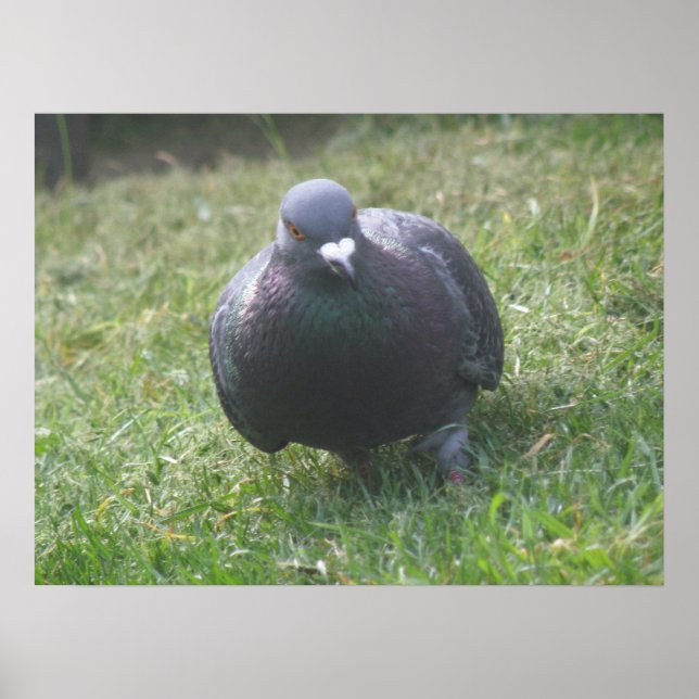 Posing Pigeon Print (Front)
