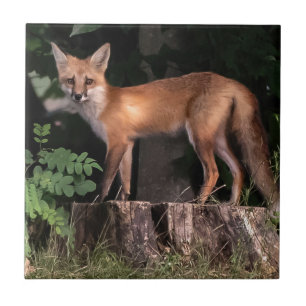 Posing Red Fox    Ceramic Tile