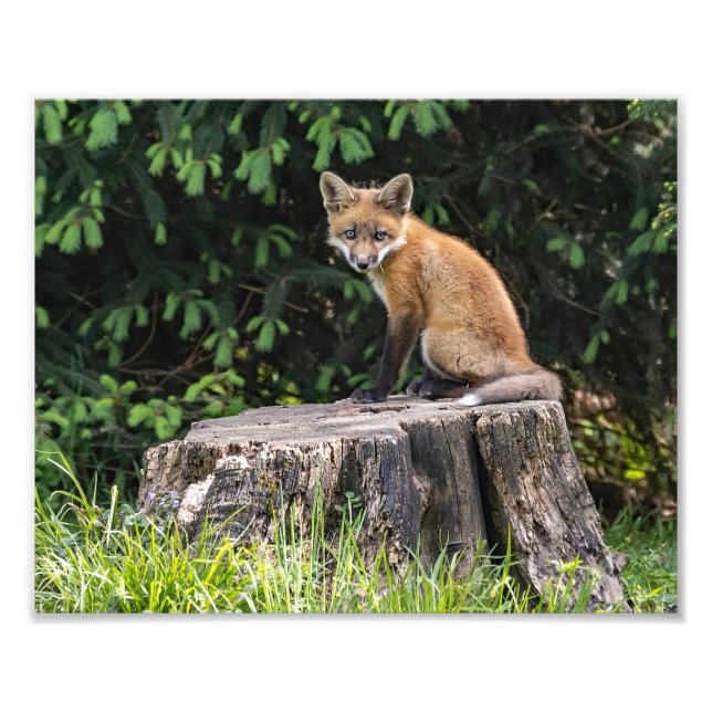 Posing Red Fox Kit  Photo Print (Front)