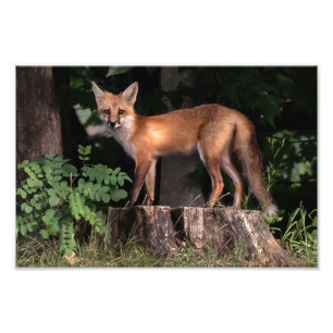 Posing Red Fox Photo Print