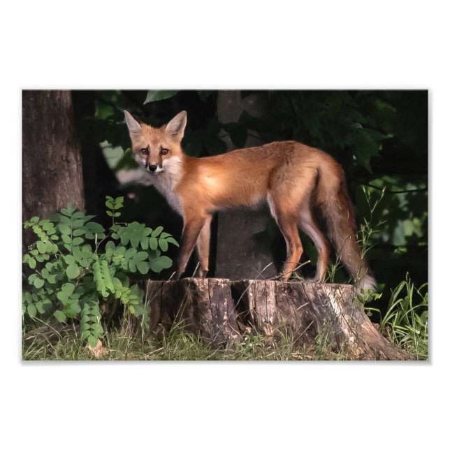 Posing Red Fox   Photo Print (Front)