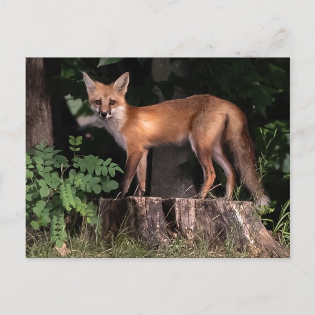 Posing Red Fox    Postcard (Front)