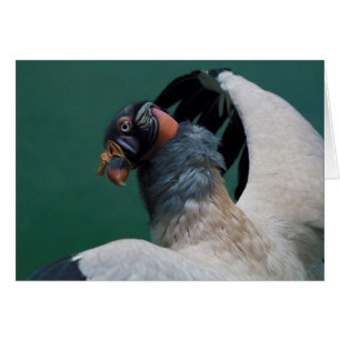 Posing Vulture