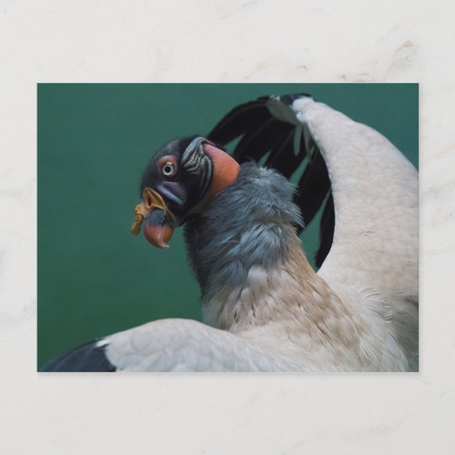 Posing Vulture Postcard (Front)