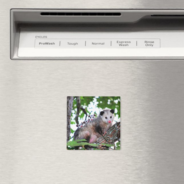 Possum and babies magnet (In Situ (Dishwasher))