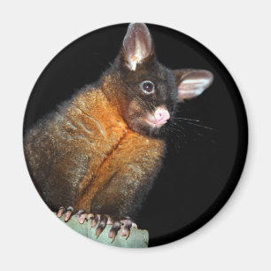 Possum at night magnet