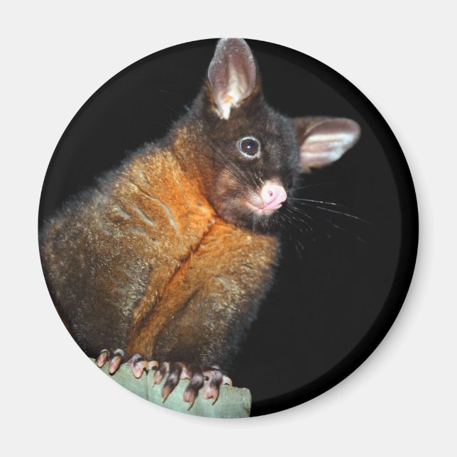 Possum at night magnet (Front)