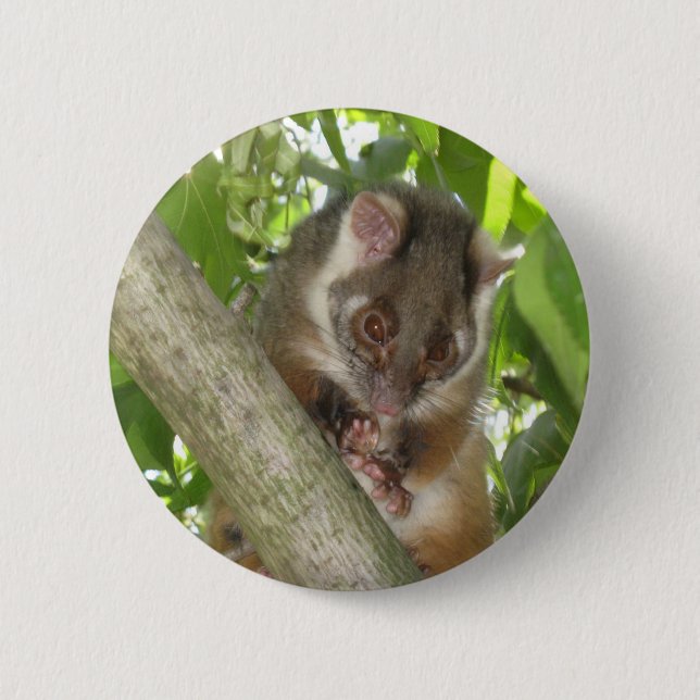 Possum In A Tree 6 Cm Round Badge (Front)