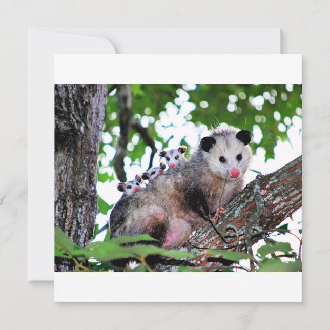 Possum, mama and babies card (Front)