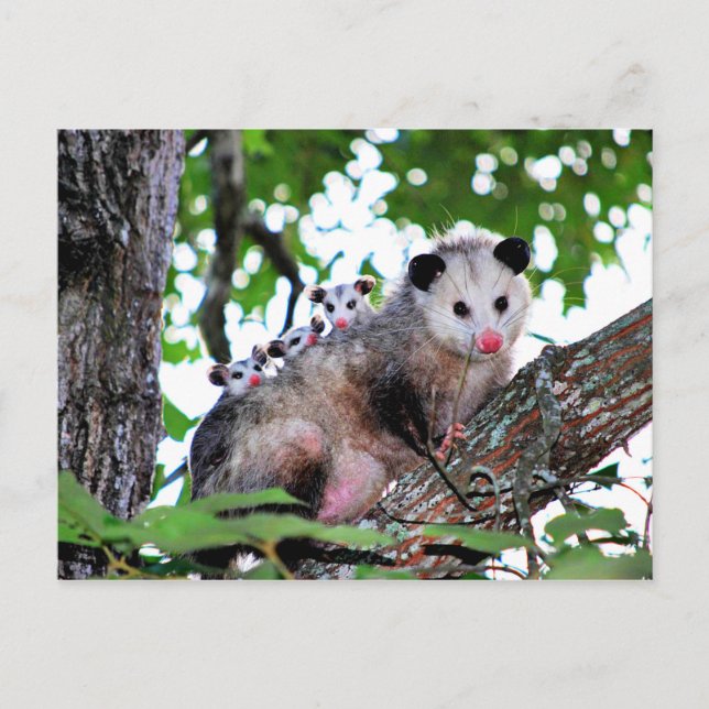 Possum, mama and babies postcard (Front)