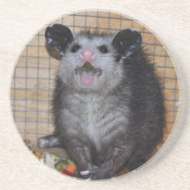 Possum on a coaster (Front)