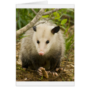 Possums are Pretty - Opossum Didelphimorphia
