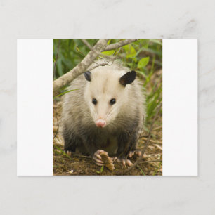 Possums are Pretty - Opossum Didelphimorphia Postcard