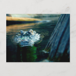 POST CARD American Alligator North Carolina