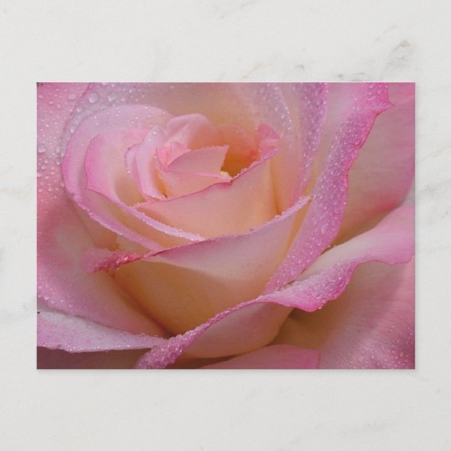 Post Card Beautiful Pink Rose (Front)
