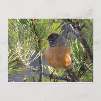 Post Card of a Robin Red Breast