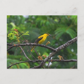 Post card photo of Black naped oriole in the rain.