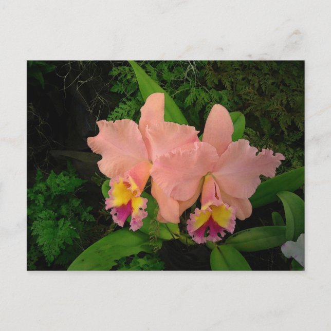 Post Card: Pink Orchids Postcard (Front)