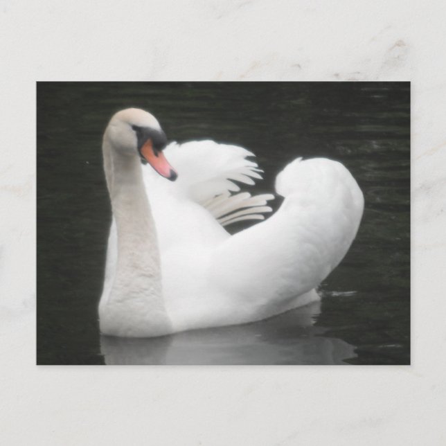 Post Card Swan Swimming (Front)