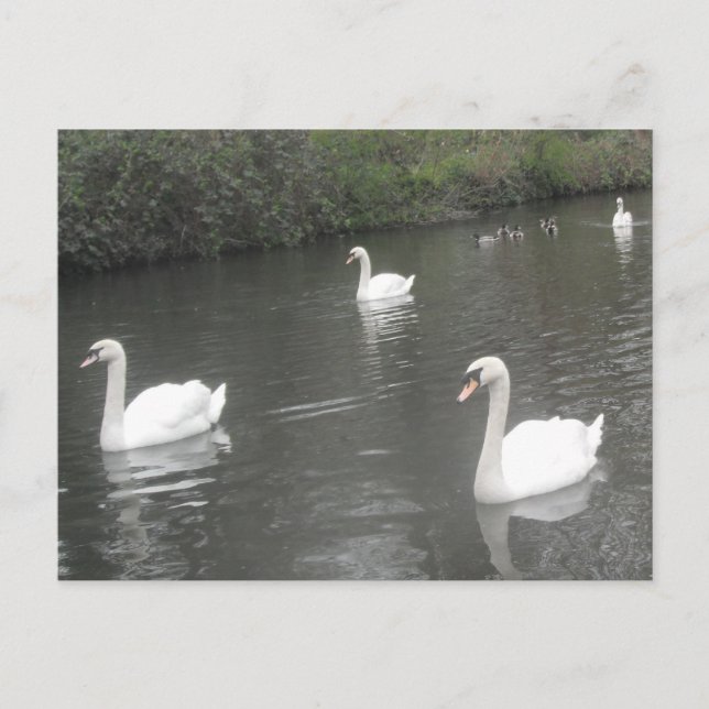 Post Card Swans Swimming (Front)