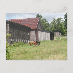 Post Card with two horses and barn
