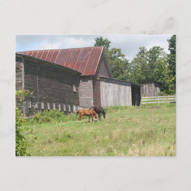 Post Card with two horses and barn (Front)