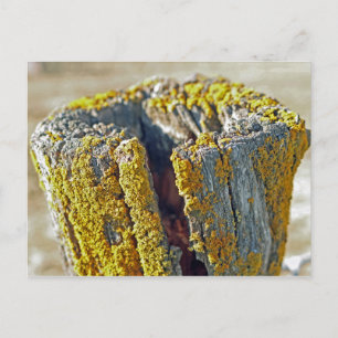 Post covered in Lichen Postcard