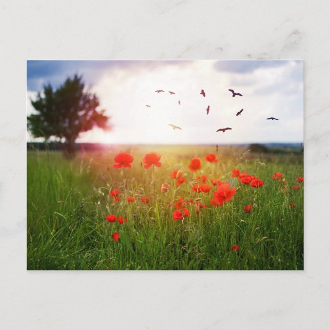 Postal card poppies, sun and birds (Front)