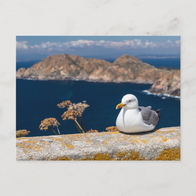 Postal gaviota in the Cíes Islands Postcard (Front)