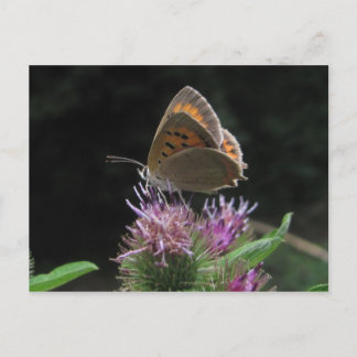 Postal mariposa postcard