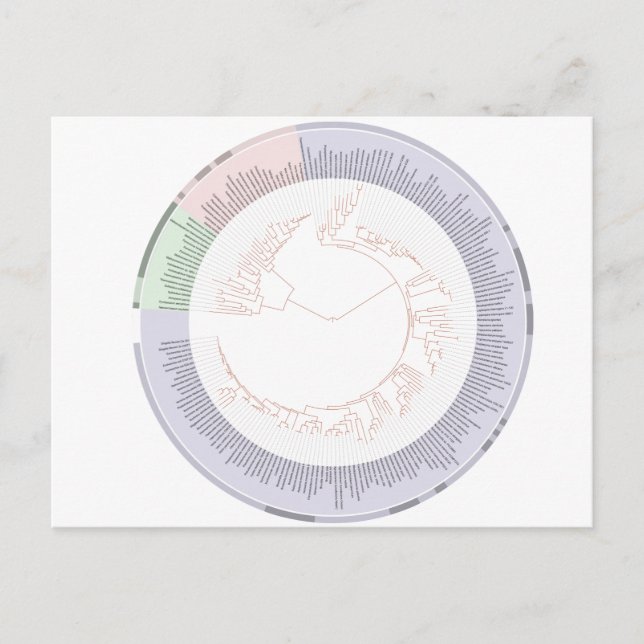 Postcard A phylogenetic tree of life Chart (Front)