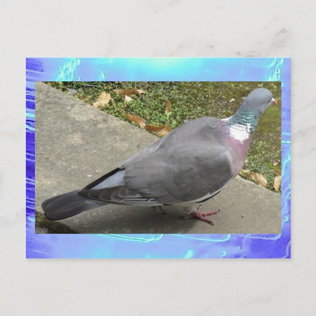 Postcard - A Pigeon (Front)