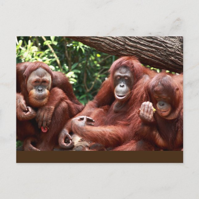 PostCard about Orangutans for Cindy Noodleberry (Front)