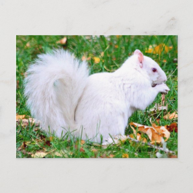 Postcard - Albino Squirrel (Front)