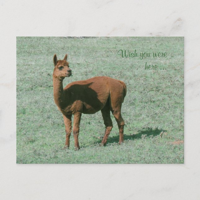 Postcard - Alpaca - Wish you were here (Front)