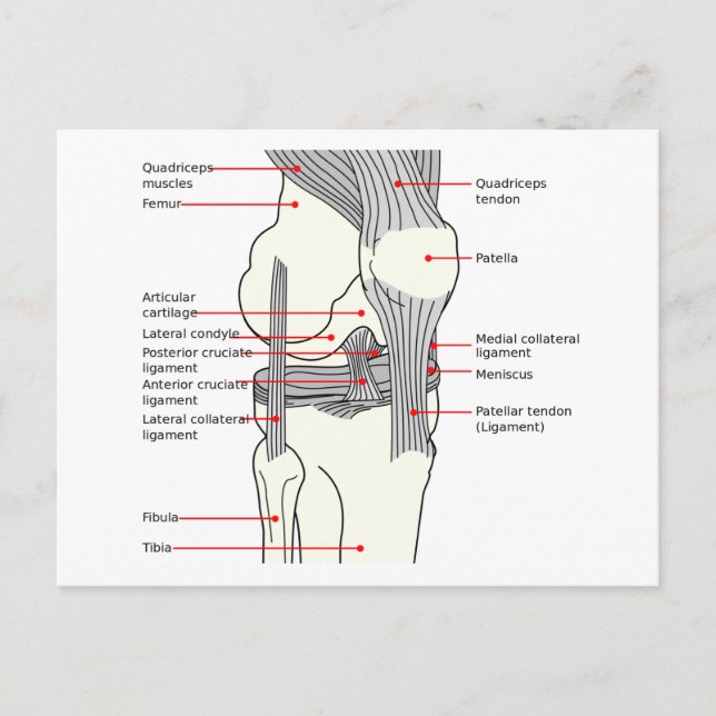 Postcard Anatomical Diagram human right knee joint (Front)