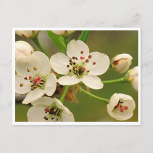 Postcard - Apple Blossom