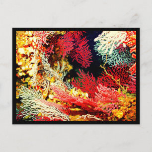 Postcard-Aquatic Gallery-26 Postcard