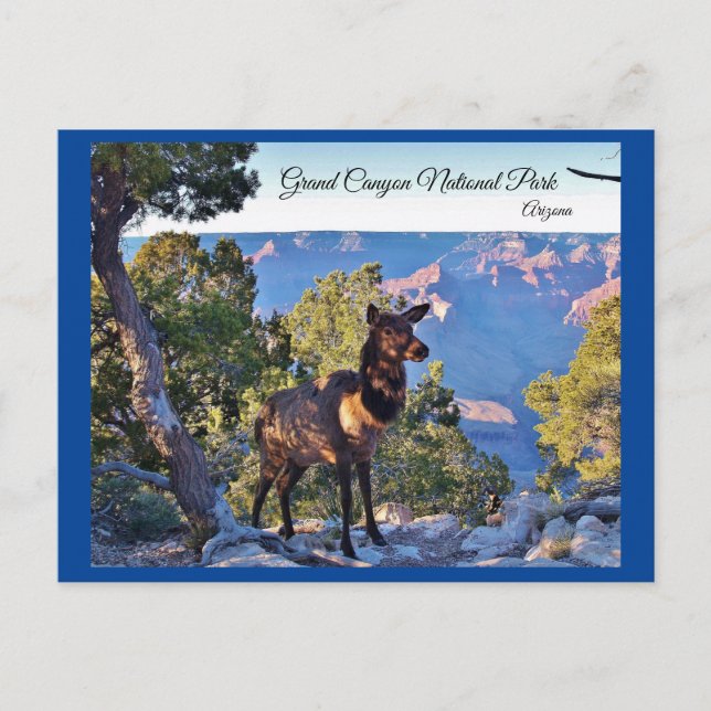 Postcard, Arizona, Grand Canyon, Elk Postcard (Front)