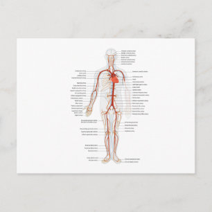 Postcard Arterial System Human Circulatory System