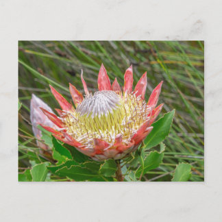 Postcard - Beautiful Protea in Cape Town