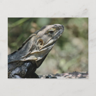 Postcard: Big Lizard Postcard
