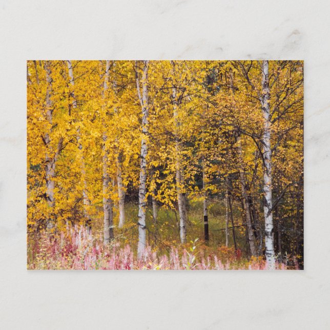 postcard, Birch Trees in the Fall, Alaska Postcard (Front)