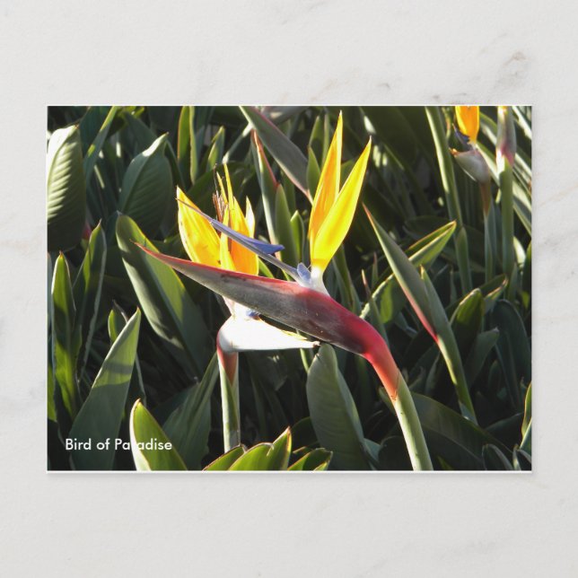 Postcard, Bird of Paradise Postcard (Front)
