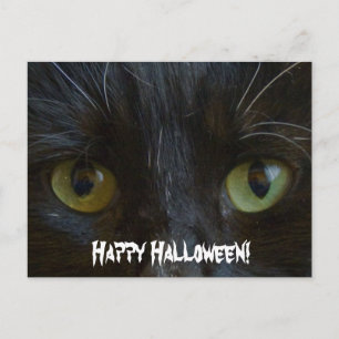 Postcard: Black Cat Eyes Postcard