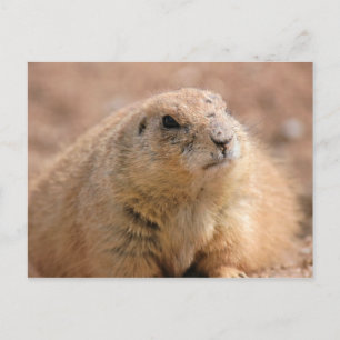 Postcard: Black-tailed Prairie Dog Postcard