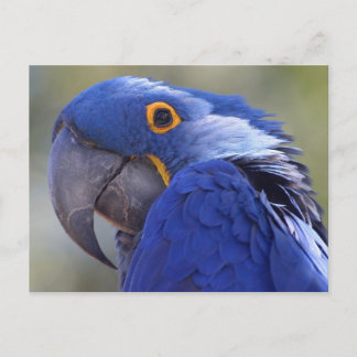 Postcard Blue Parrot