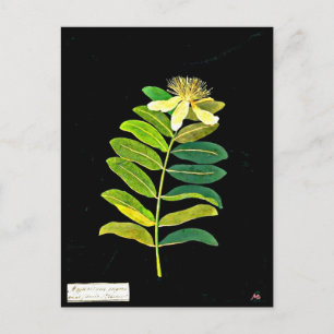 Postcard-Botanical Art-Mary Delany 13 Postcard
